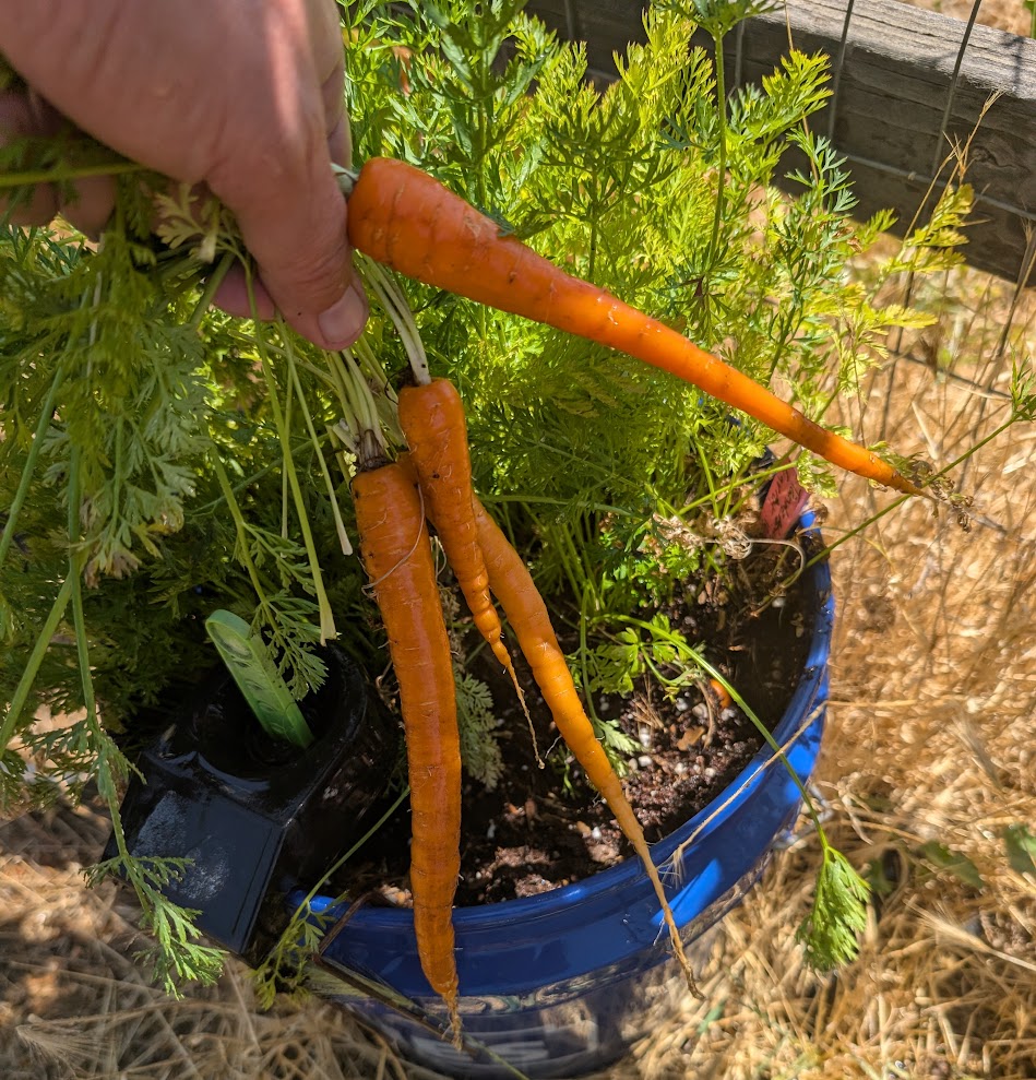 Freshly harvested carrots, radishes, and beets