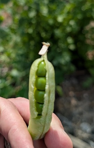 Harvesting shelling peas