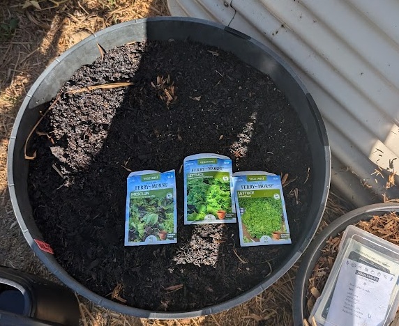 Planting different varieties of lettuce in a large pot