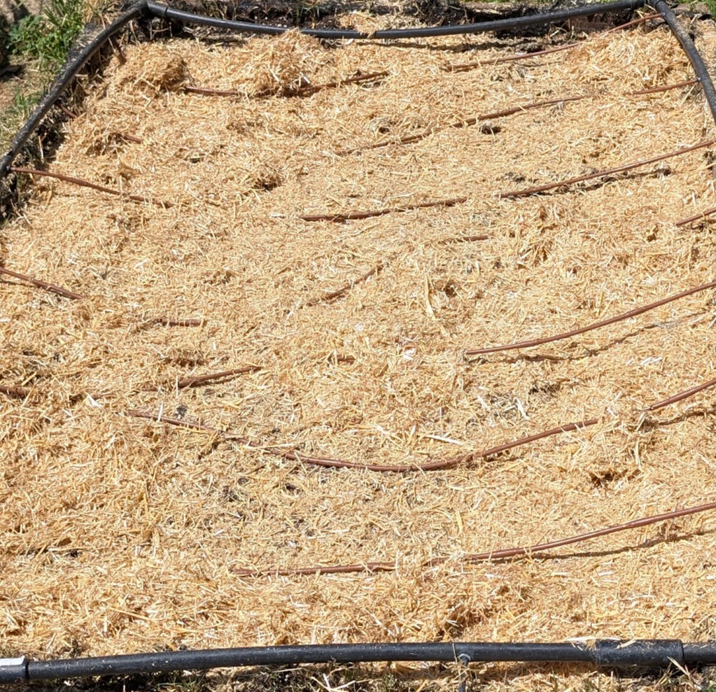 straw mulch in raised garden bed