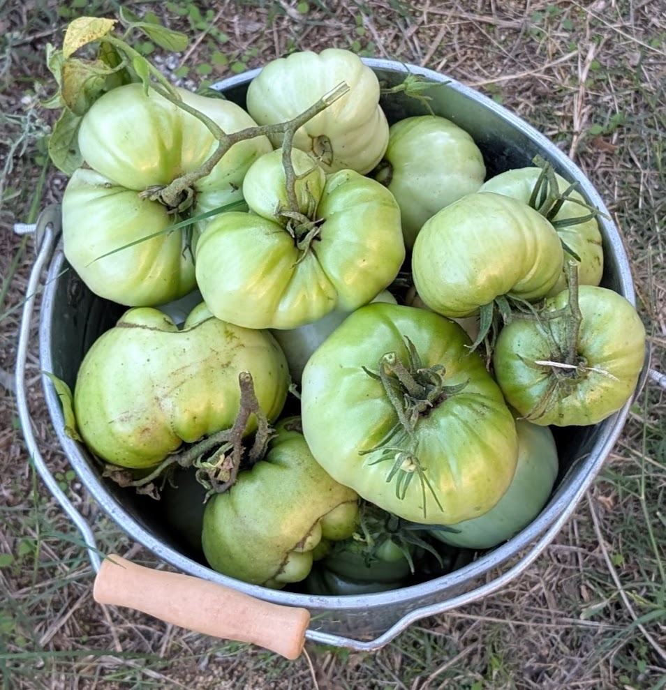 A Bucket of freshly harvested tomatoes in December