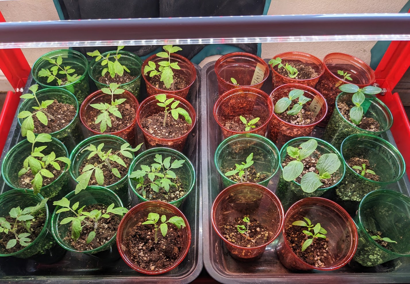 Indoor seed starting station with trays and lights