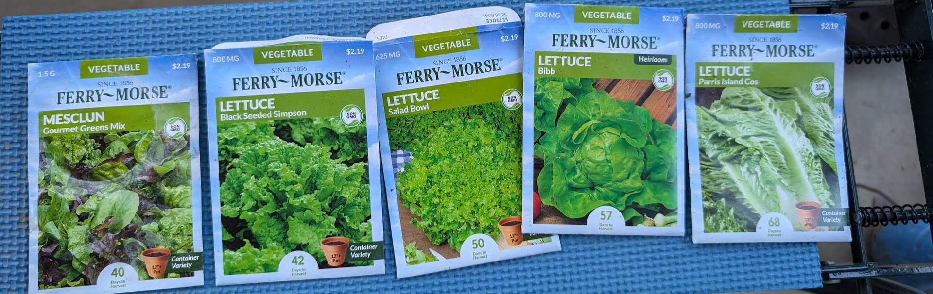 Planting lettuce starts in early February