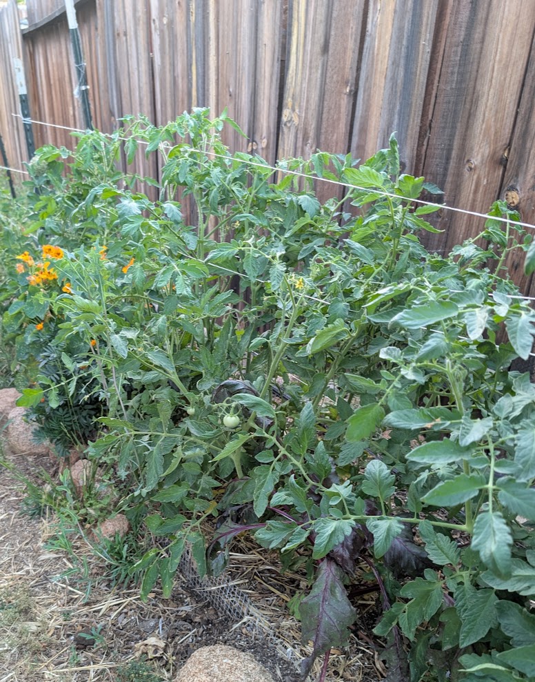 A thriving spring vegetable garden in the Inland Empire
