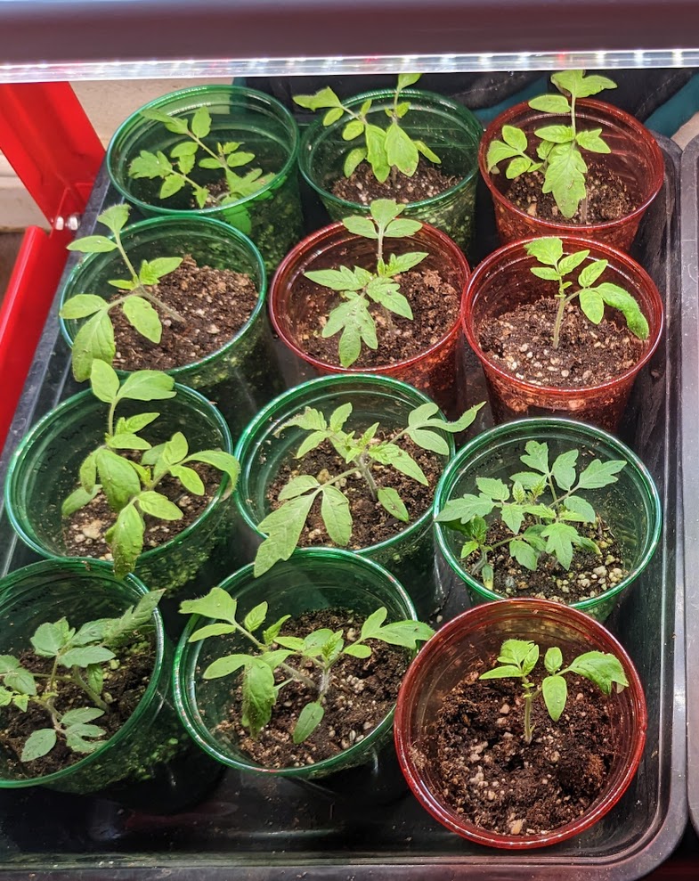 Tomato seedlings growing under LED grow lights
